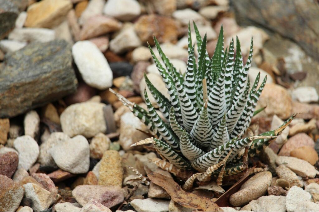 succulent rock garden