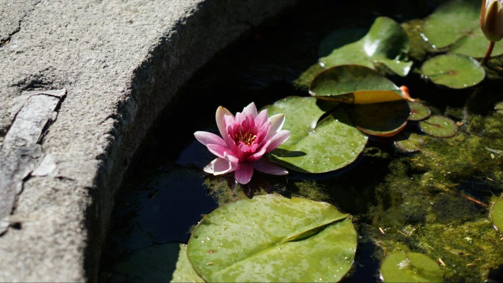 garden pond landscaping idea