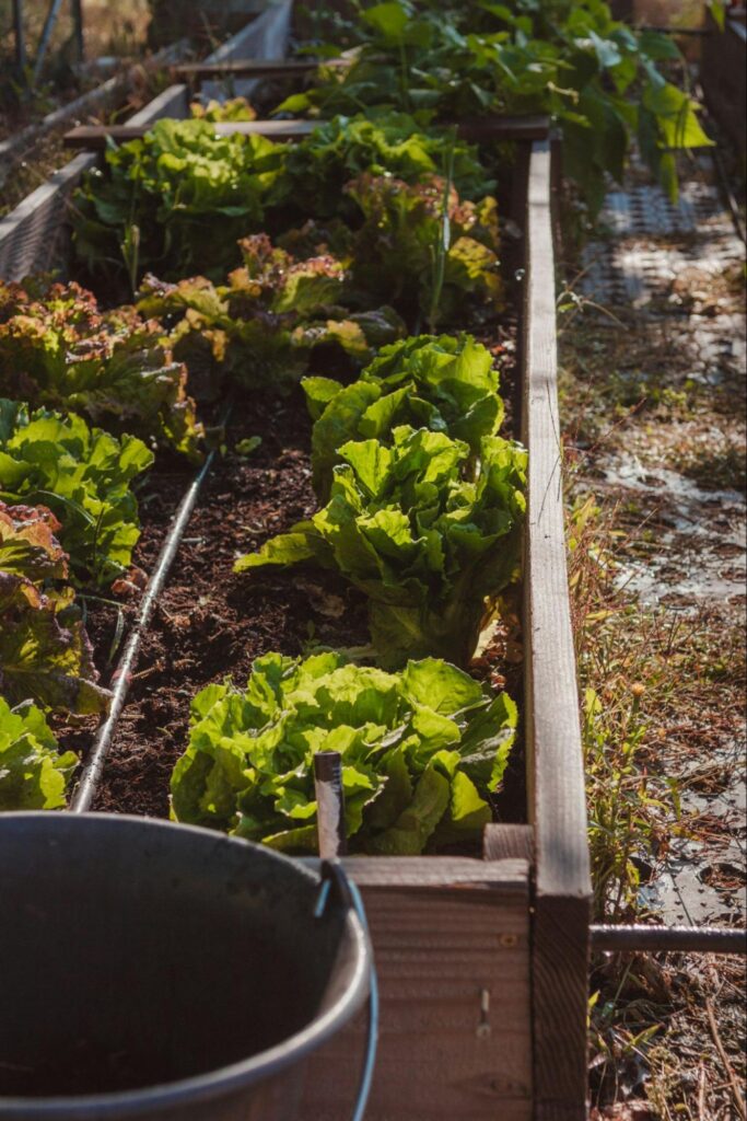 kitchen garden with raised beds