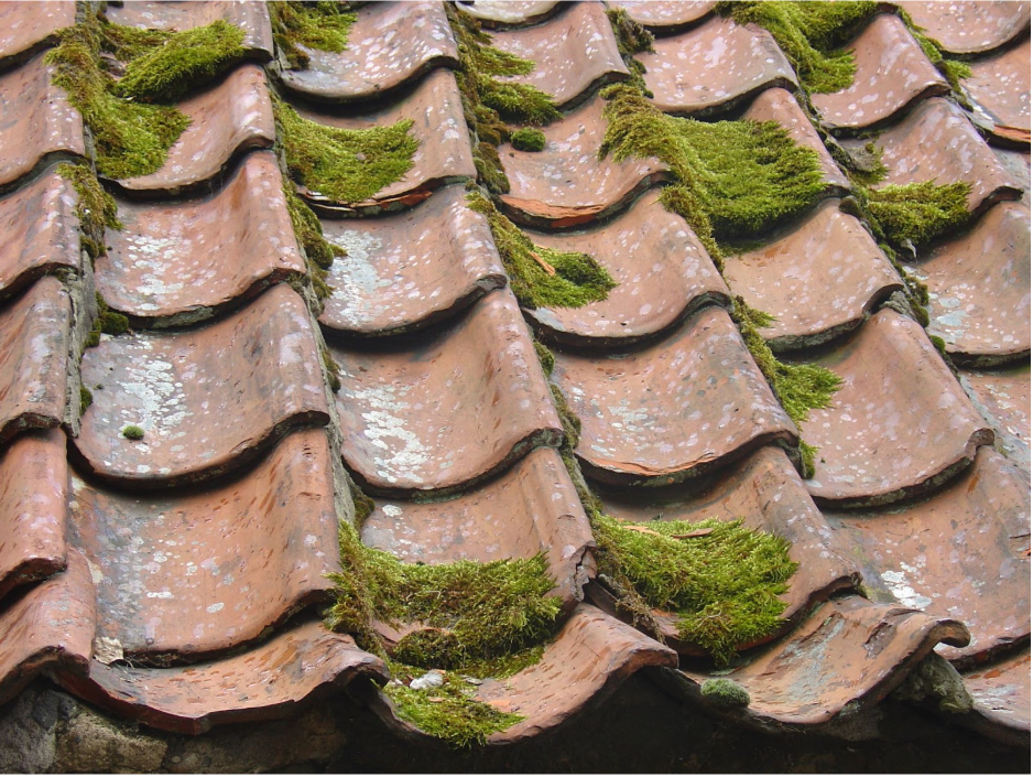 Old roof with moss
