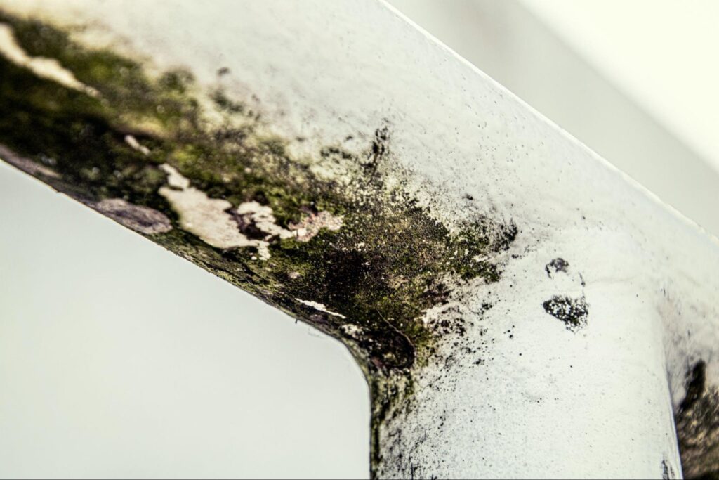 Mold growth